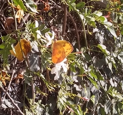 Phoebis philea philea