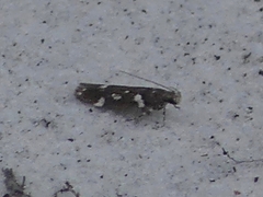 Gelechiini