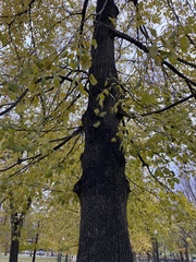 Tilia americana