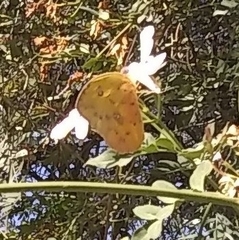 Phoebis philea philea