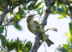 Vireo altiloquus