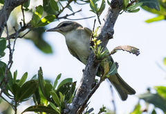 Vireo altiloquus