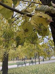 Tilia americana