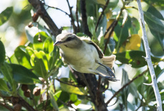Vireo altiloquus