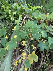 Tropaeolum