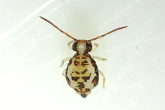 Dicyrtomidae