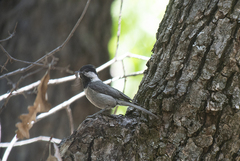 Poecile sclateri