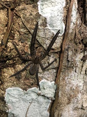 Cupiennius salei