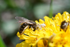 Lasioglossum
