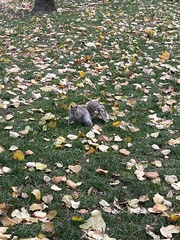 Sciurus carolinensis