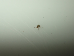 Dicyrtomidae