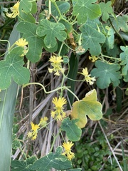 Tropaeolum