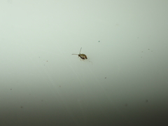 Dicyrtomidae