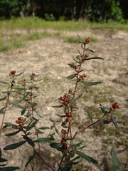 Crocanthemum canadense