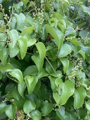Dioscorea cotinifolia