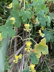 Tropaeolum