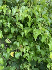 Dioscorea cotinifolia