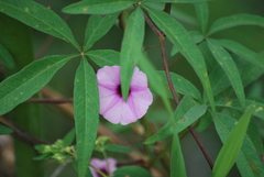 Ipomoea heptaphylla