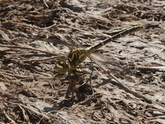 Austrogomphus guerini