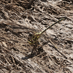 Austrogomphus guerini