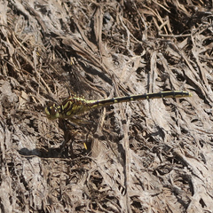 Austrogomphus guerini