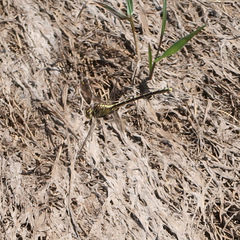 Austrogomphus guerini