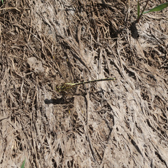 Austrogomphus guerini