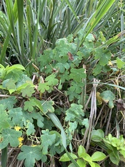 Tropaeolum