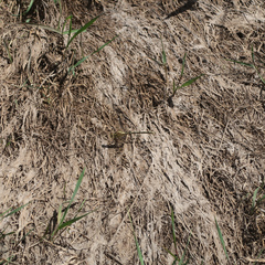 Austrogomphus guerini