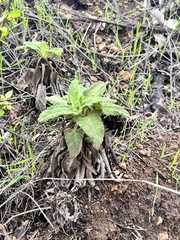 Salvia spathacea