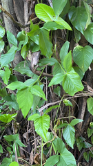Syngonium podophyllum
