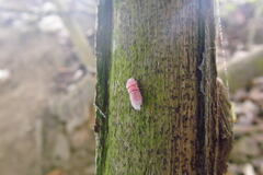 Coelostomidia