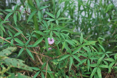 Ipomoea heptaphylla