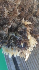 Calcarea