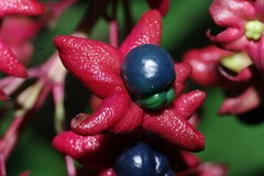 Clerodendrum indicum