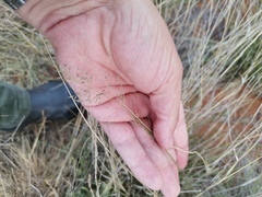 Eragrostis lehmanniana