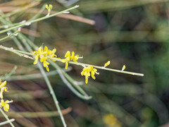 Genista cinerea