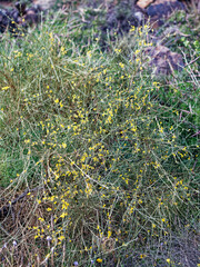 Genista cinerea