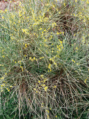 Genista cinerea