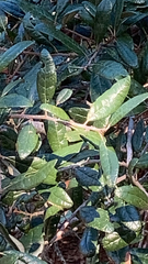 Quercus geminata