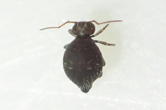 Sminthuroidea