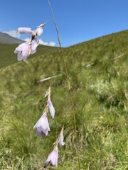 Dierama robustum