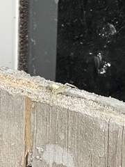 Misumessus oblongus