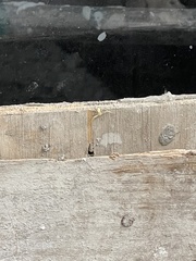 Misumessus oblongus