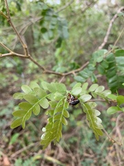 Entiminae