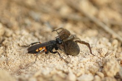 Anoplius viaticus