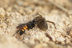 Anoplius viaticus