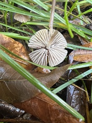 Mycena
