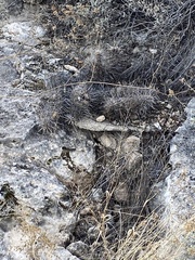 Echinocereus engelmannii fasciculatus