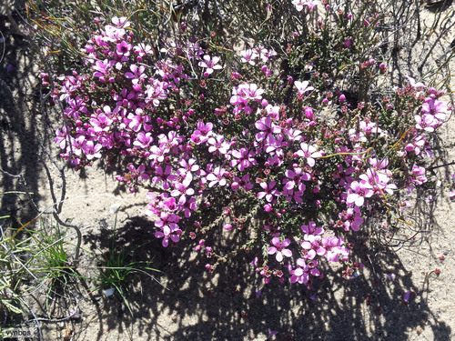 Acmadenia matroosbergensis (Acmadenia matroosbergensis)